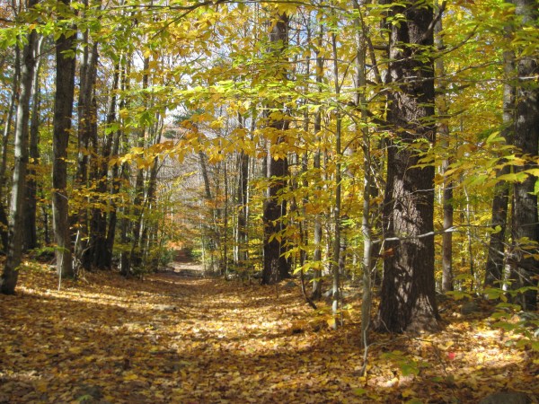 Bound Tree Trails 026