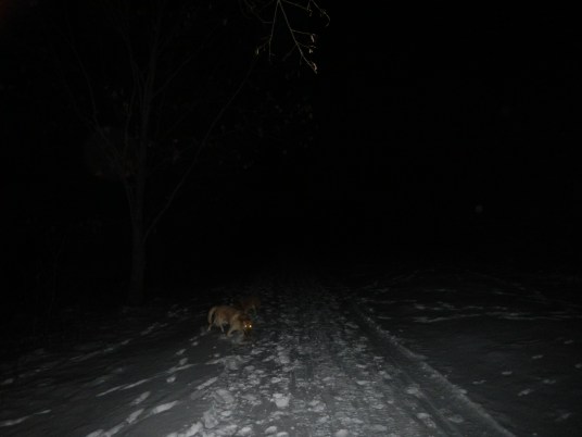 Friday Night Snowshoeing