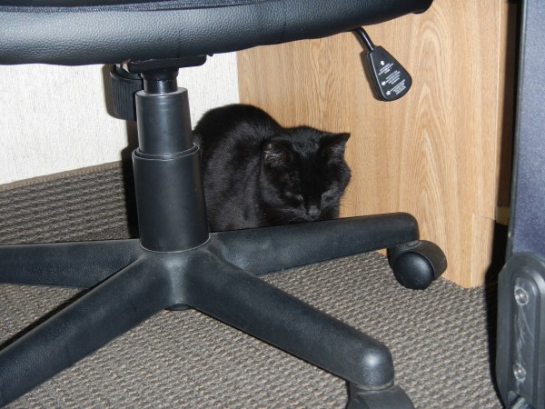 G doesn't want to go back in  her crate