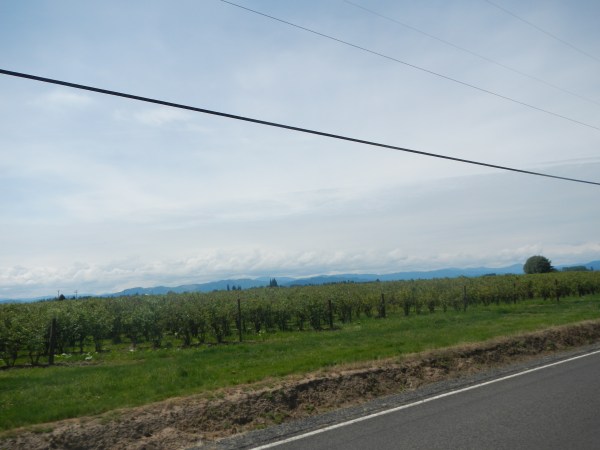 acres and acres of blueberries