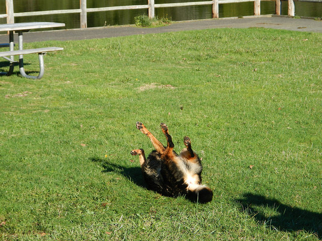 22847179239_53468b384e_z