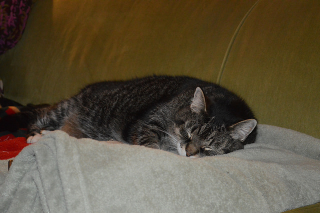 23464834712_6c6830f663_z