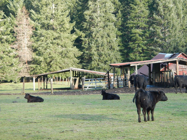 23964738523_55c7729073_z