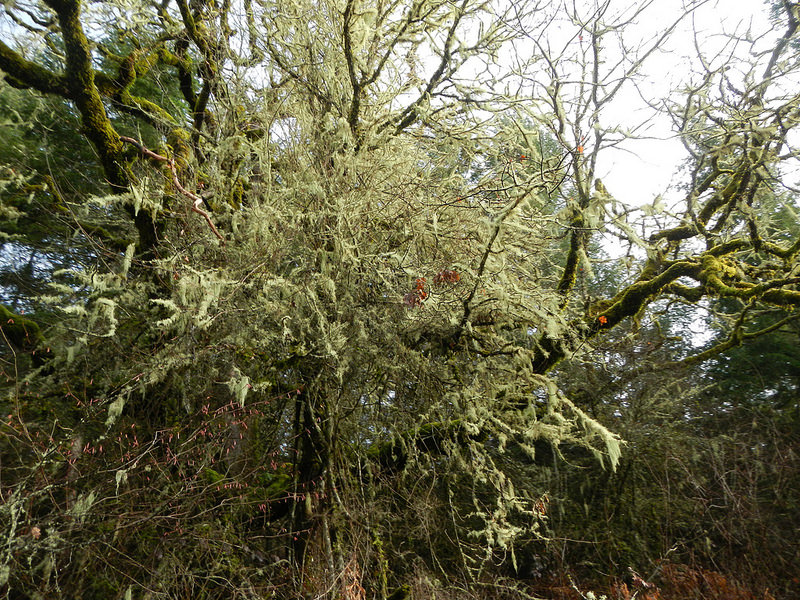 24762101002_5e7459dcf2_c