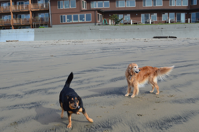 25110119332_48029cc89e_c