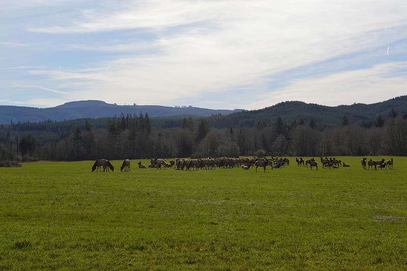 25135280731_aecff64ca8_c