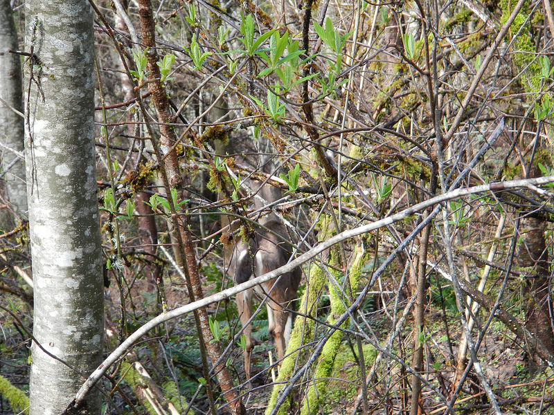 24943383743_882cefe07a_c