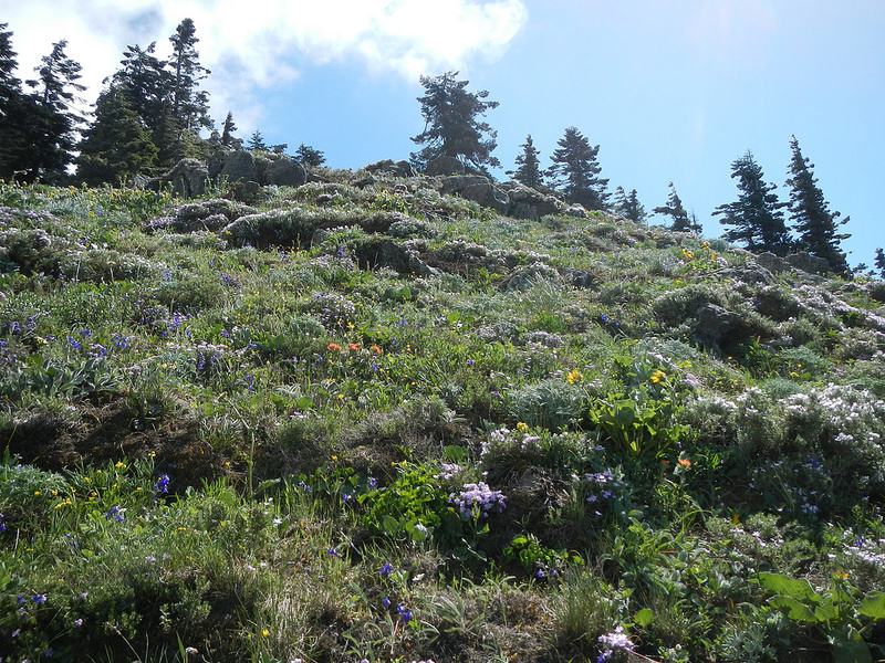 26900067505_46fb5775ef_c