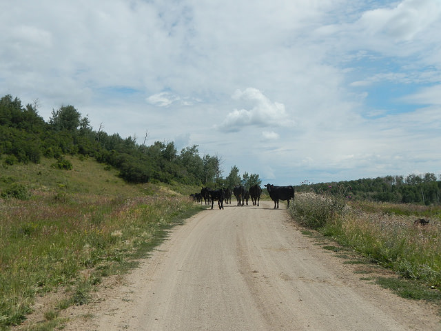 28565997093_d810e6c28a_z