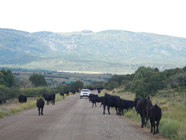 29079463612_6500f13fa8_z