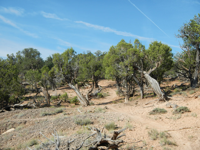 29151891936_4131a14bc7_z