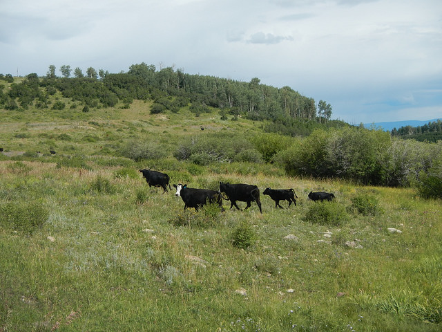 29152081926_818cf456fb_z