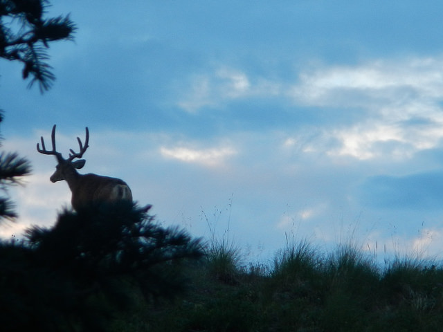 29185735695_181bc09815_z