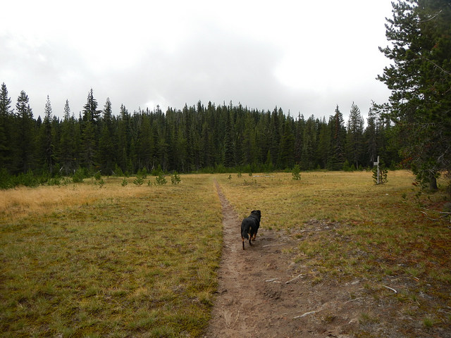 29403719881_e95f27bc20_z