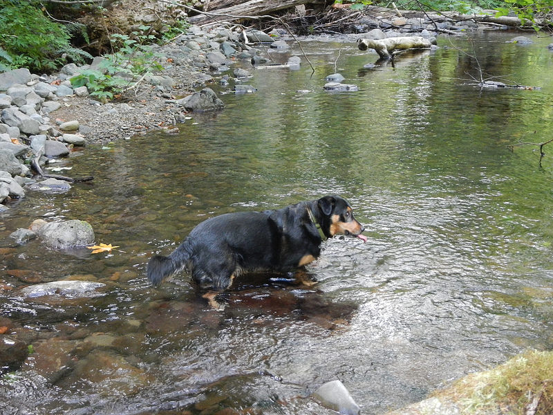 29539461811_9b71ebd0c6_c