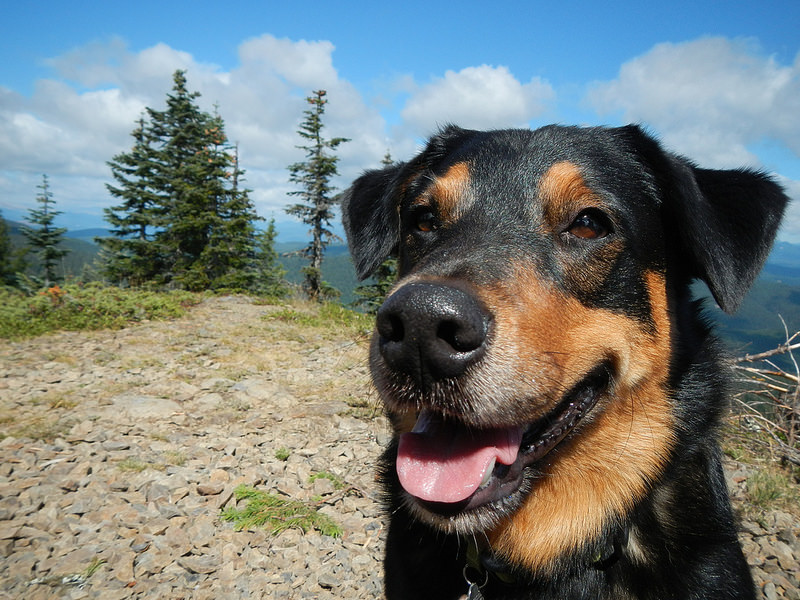 29585806316_c5c28d3d1d_c