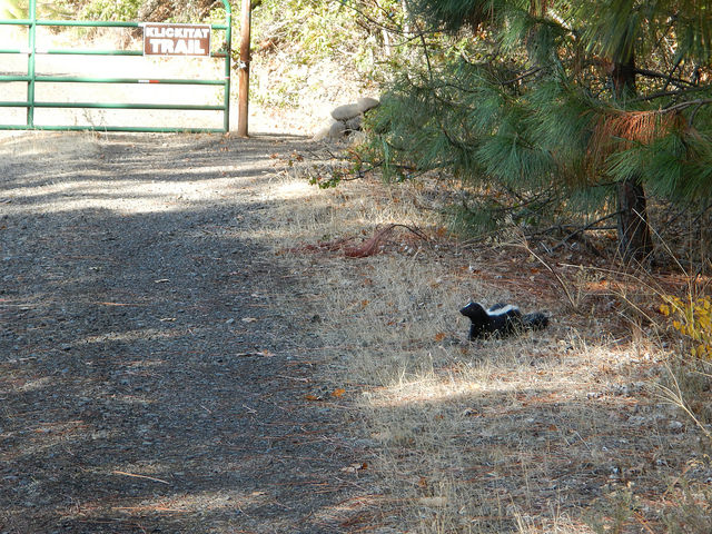 29593402873_d8307505eb_z