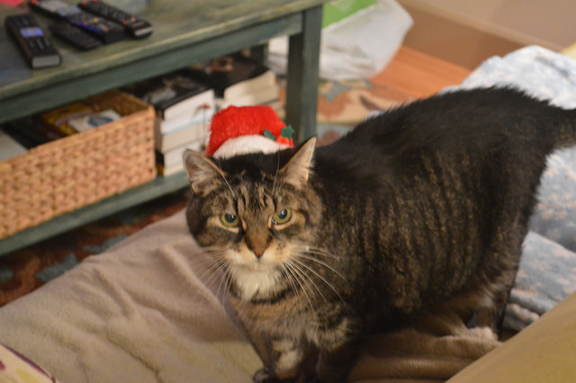 31280292502_804a703026_z