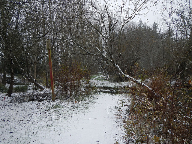 31516046125_7c4fac9c4e_z