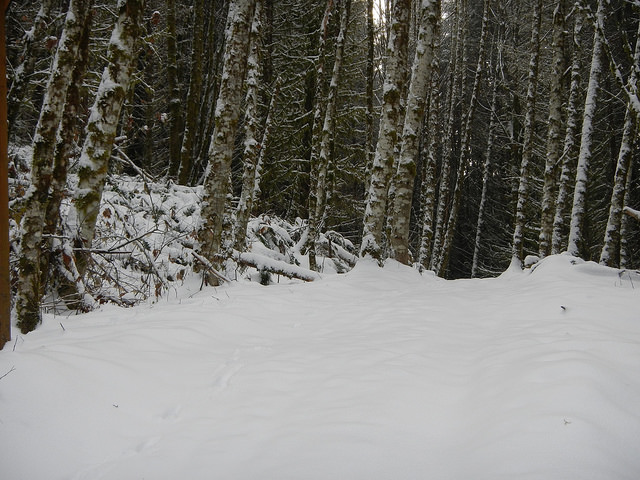 31731138655_c08e9b808a_z