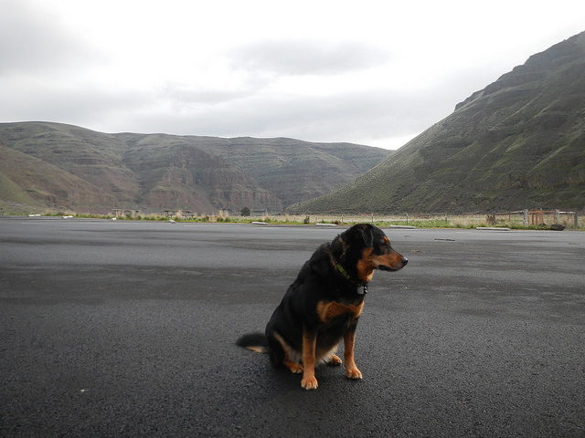 33375537552_8d239fdec2_z