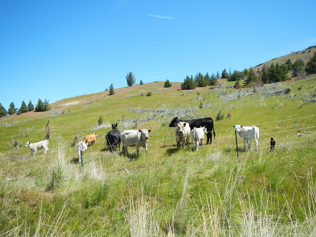 34282517733_f0f2bf23ed_z