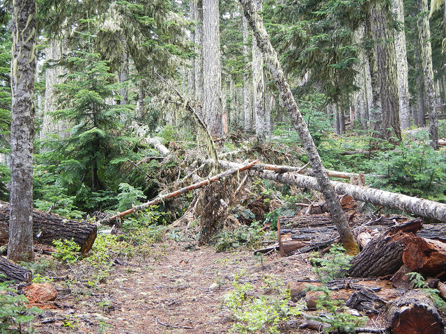 34404730724_90dd147dee_z