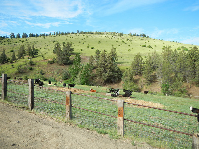 34705638210_e23c97f488_z