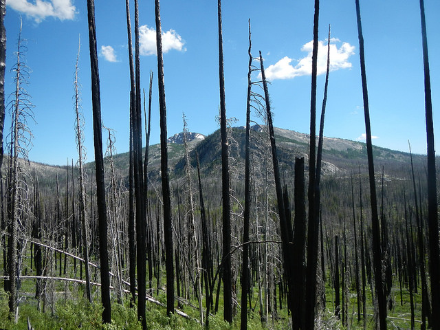 35008334323_77262d84ea_z