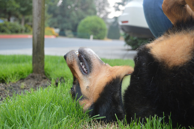 36889690910_ca900b80ed_z