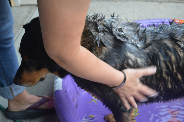 37096511716_52a96a959c_z