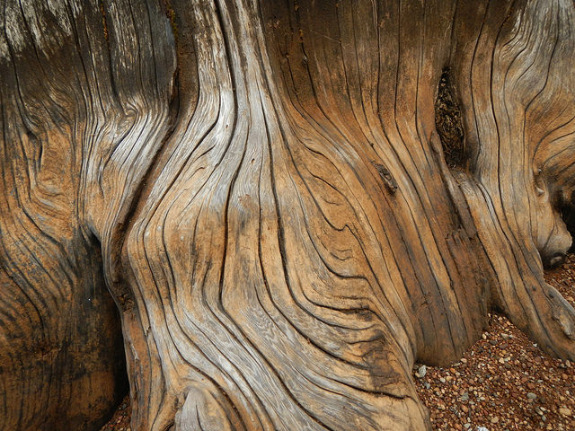 37325473420_2159e49710_z