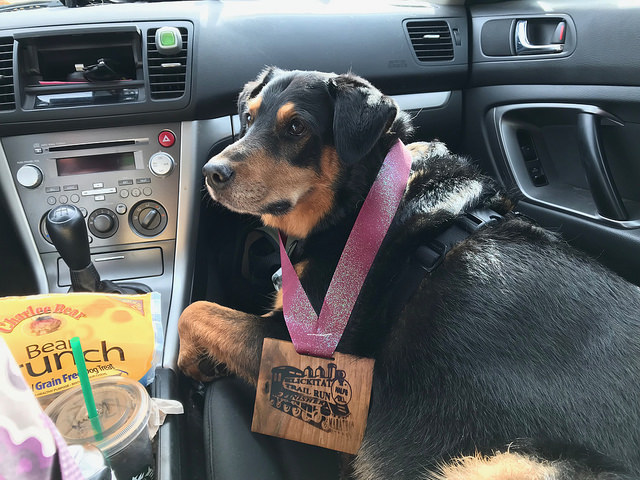 38202398211_33b8af4773_z