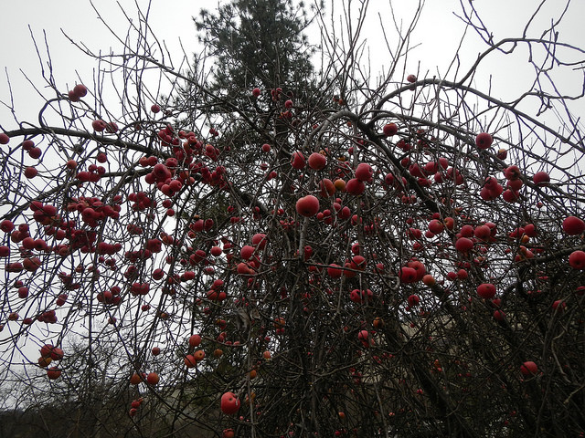 27196941409_4339236ab8_z