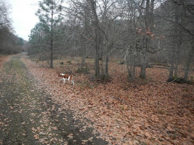 38937367922_f161fc80eb_z