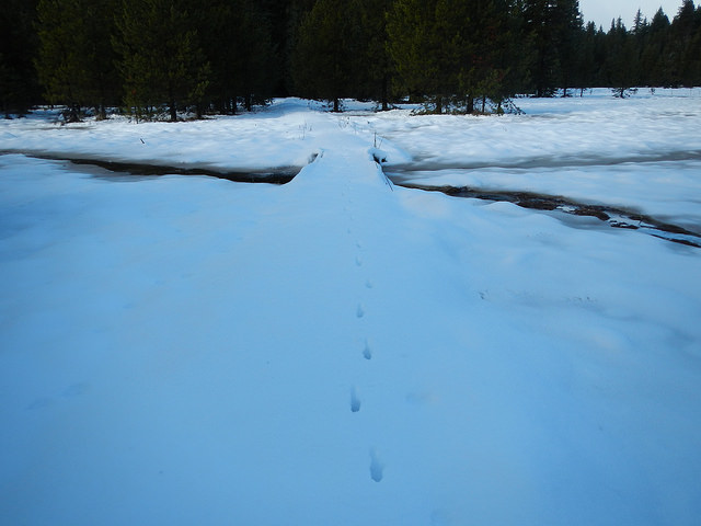 25528080848_b4cf35a620_z