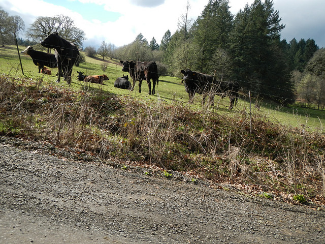 25498466437_d5a9f2c937_z