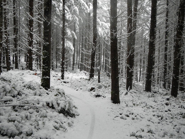 40303788662_8288b22c6b_z