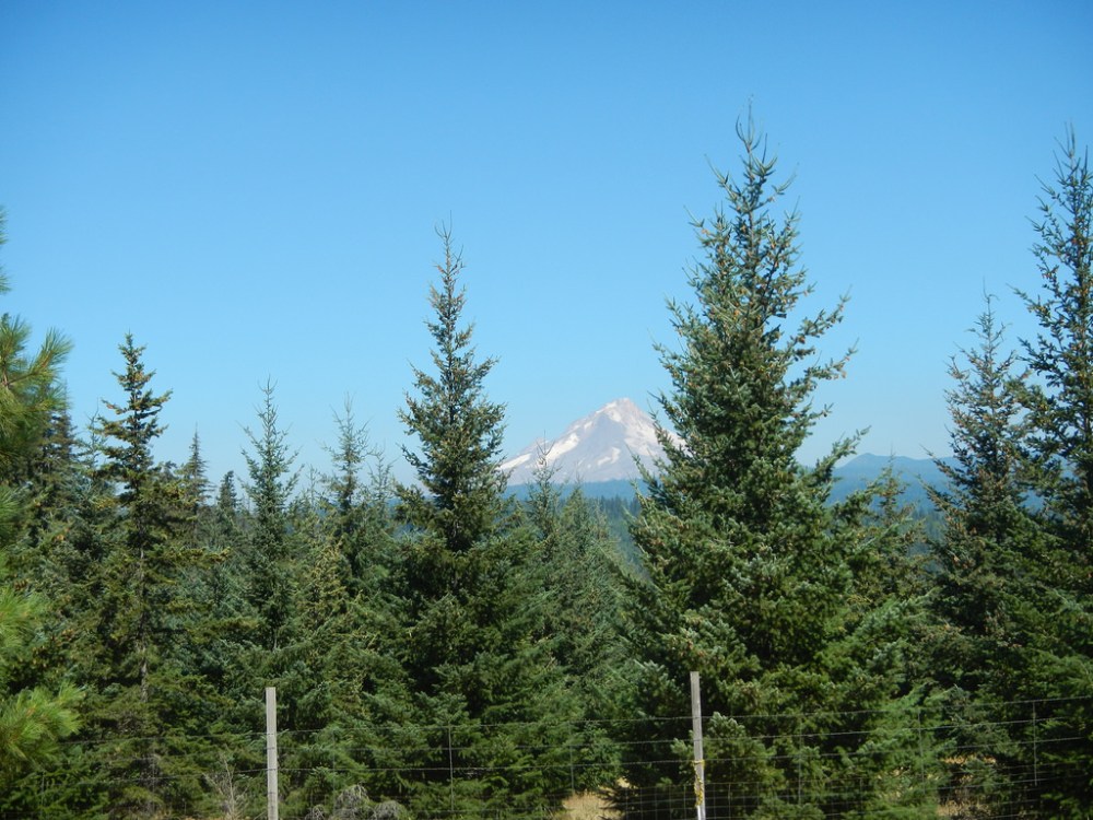 44087993802_d730af562a_b