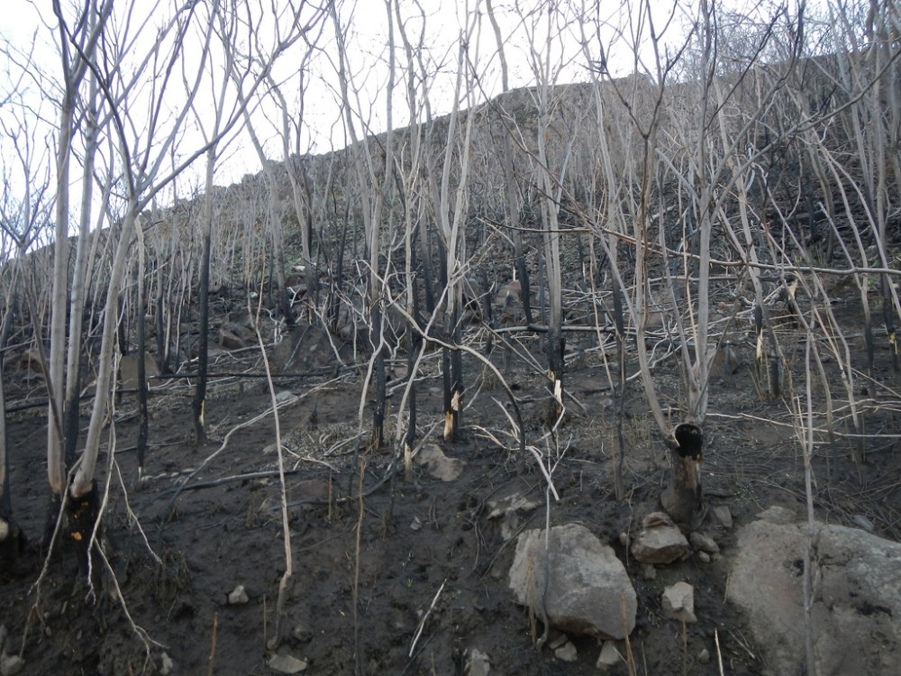 33024738858_4a3627db97_b