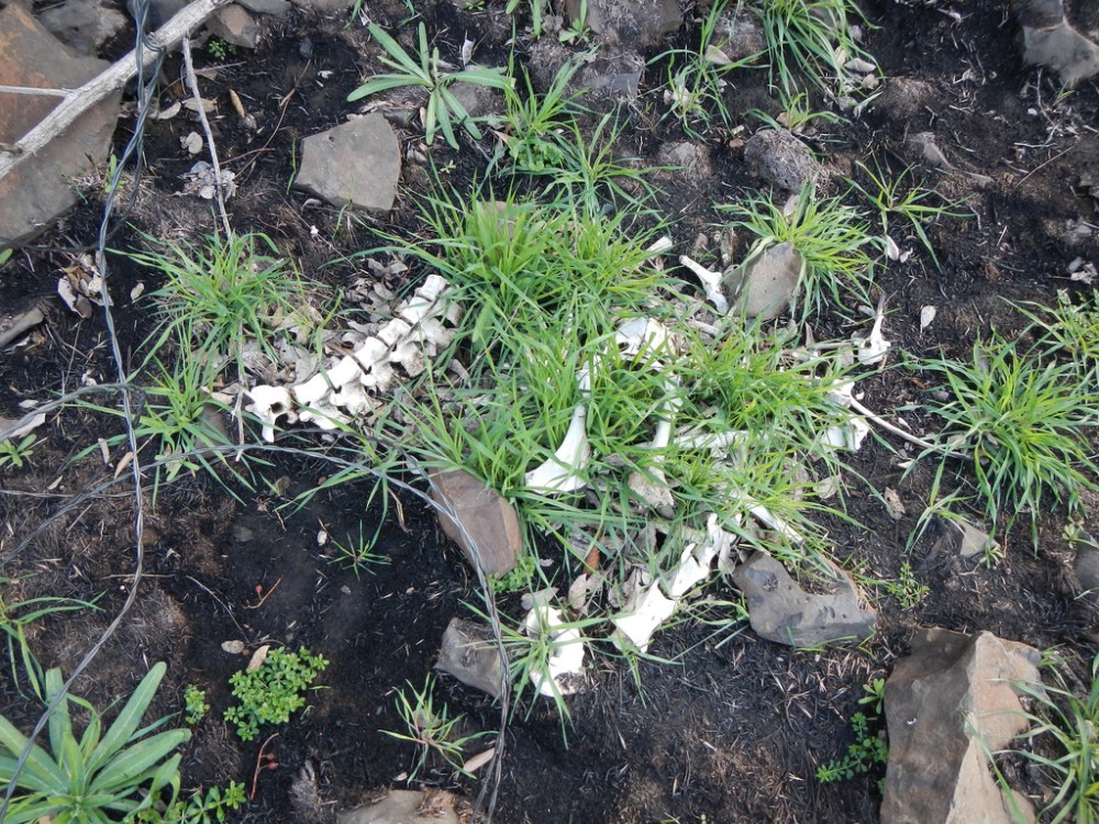 39935336593_87fb024f49_b