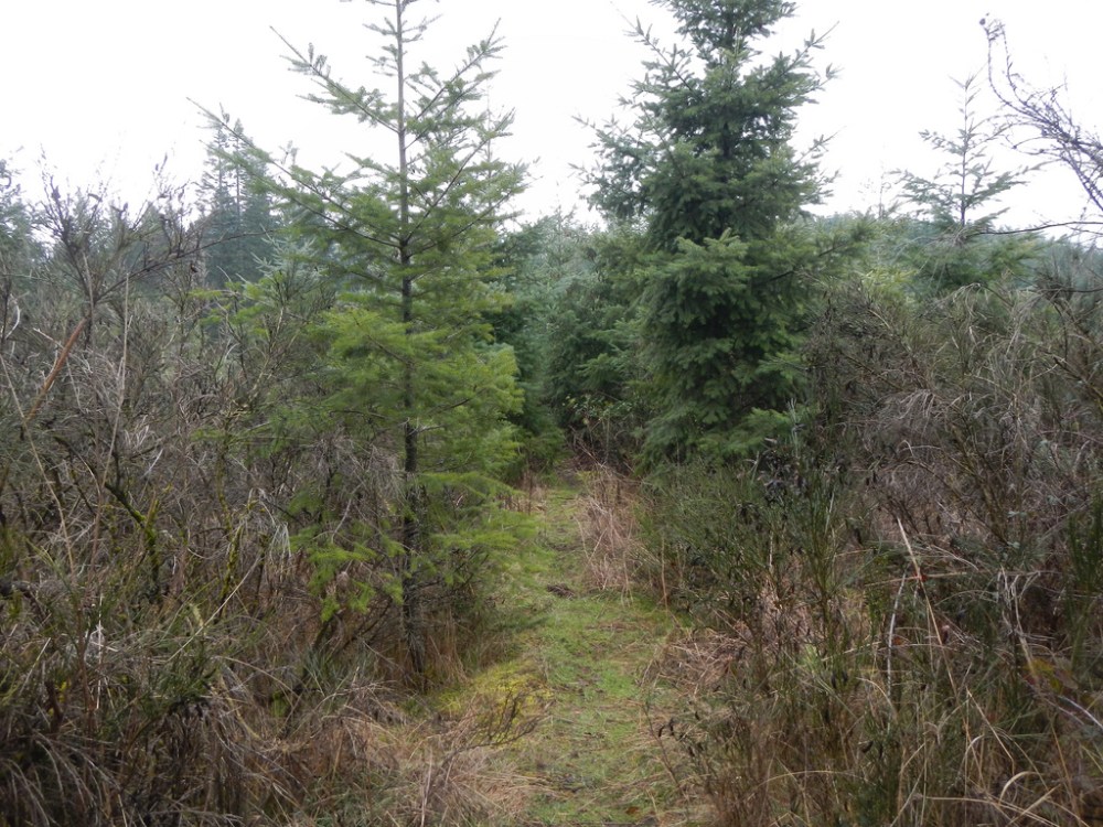 46478476244_295ffb1849_b