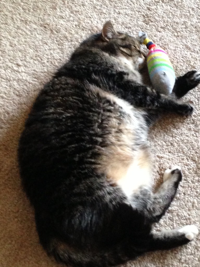 46912780424_5cf70680b9_b